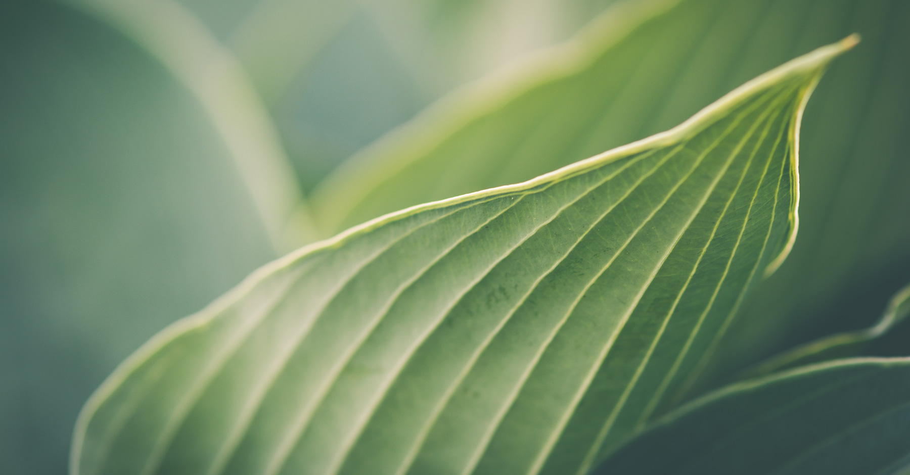 Dehns_leaf_web