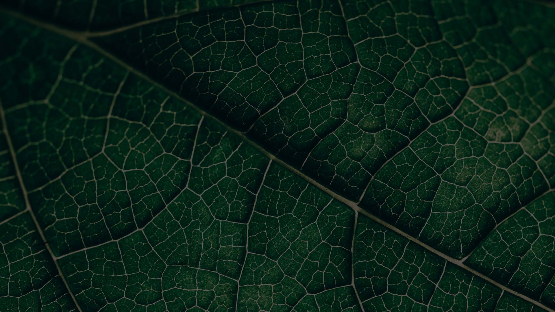 leaf_background